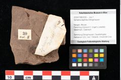 Foto (Objekt + Etikett) von Sphaeria daphnes Ettingshausen (NHMW-GEO-2024-0188-0030)